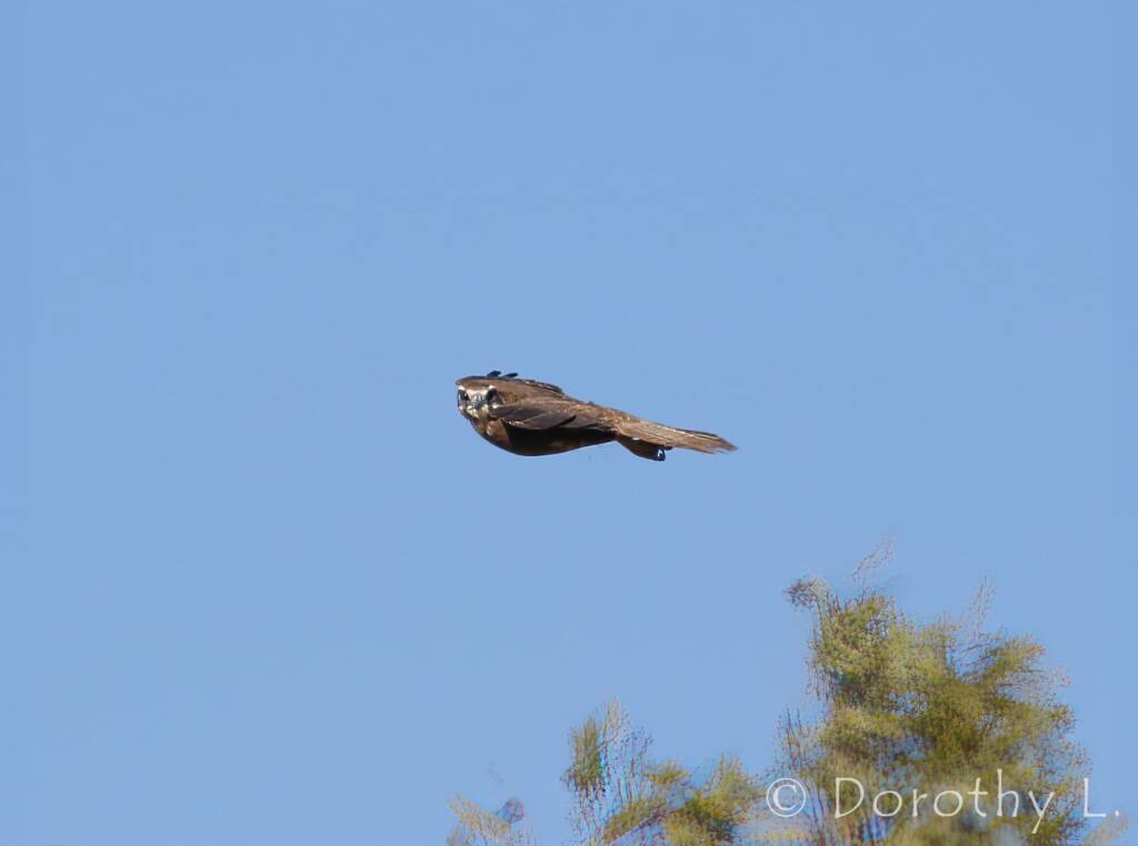 Brown Falcon dark morph (Falco berigora)