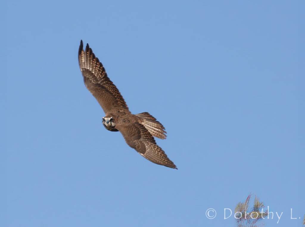Brown Falcon dark morph (Falco berigora)