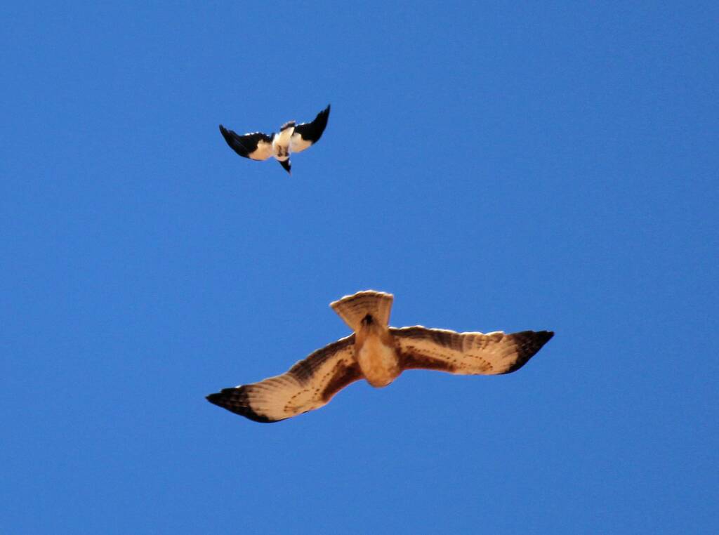 Brown Falcon (Falco berigora) being harassed by Magpie, Owen Springs, NT