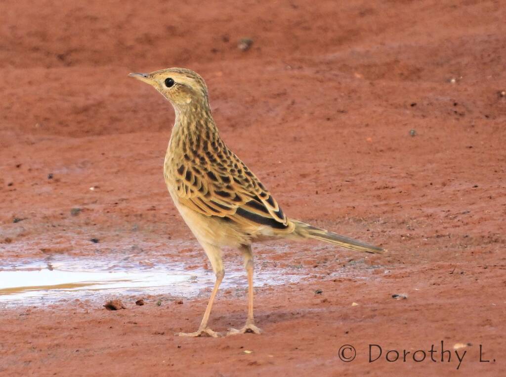 Brown Songlark (Cincloramphus cruralis)