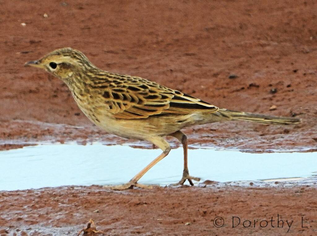 Brown Songlark (Cincloramphus cruralis)
