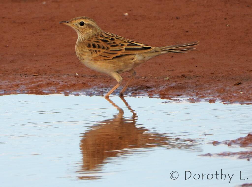 Brown Songlark (Cincloramphus cruralis)