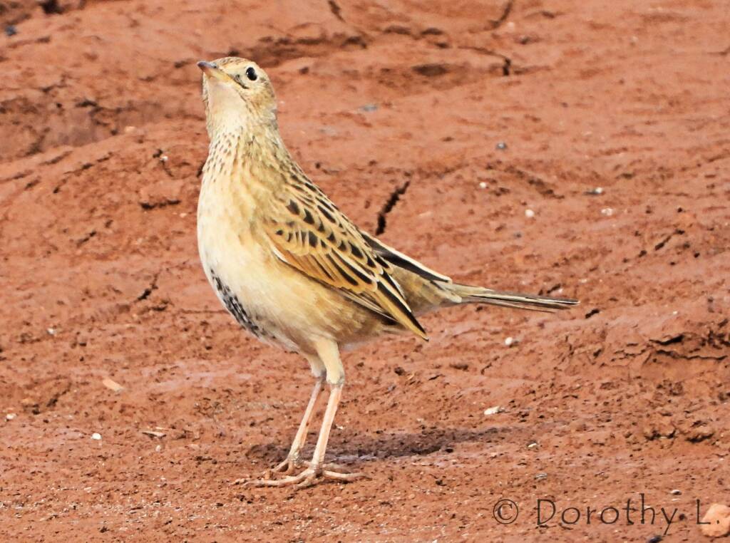Brown Songlark (Cincloramphus cruralis)