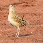 Female Brown Songlark (Cincloramphus cruralis)