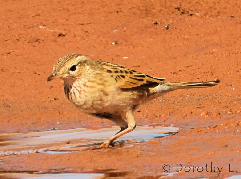 Brown Songlark (Cincloramphus cruralis)