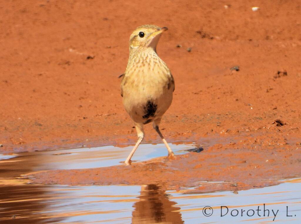 Brown Songlark (Cincloramphus cruralis)