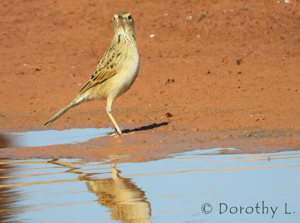 Brown Songlark (Cincloramphus cruralis)