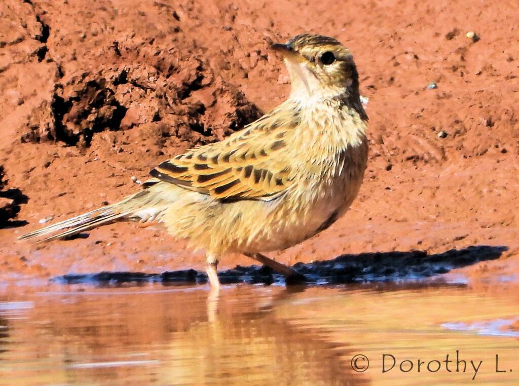 Brown Songlark (Cincloramphus cruralis)