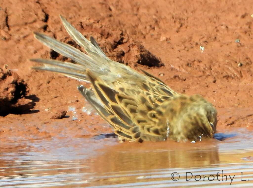 Brown Songlark (Cincloramphus cruralis)