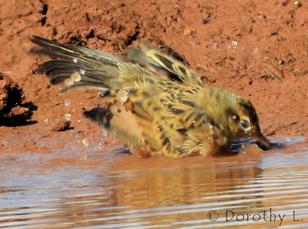 Brown Songlark (Cincloramphus cruralis)