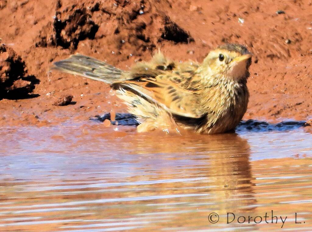 Brown Songlark (Cincloramphus cruralis)
