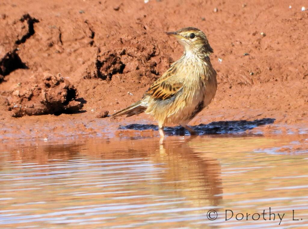 Brown Songlark (Cincloramphus cruralis)