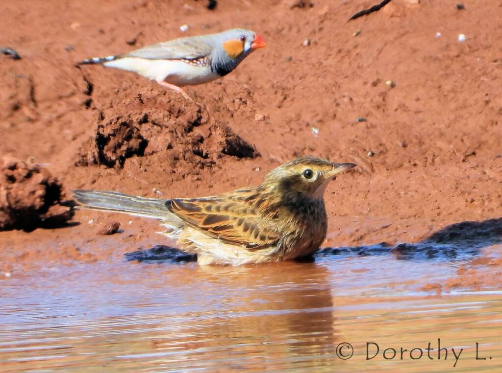 Brown Songlark (Cincloramphus cruralis)