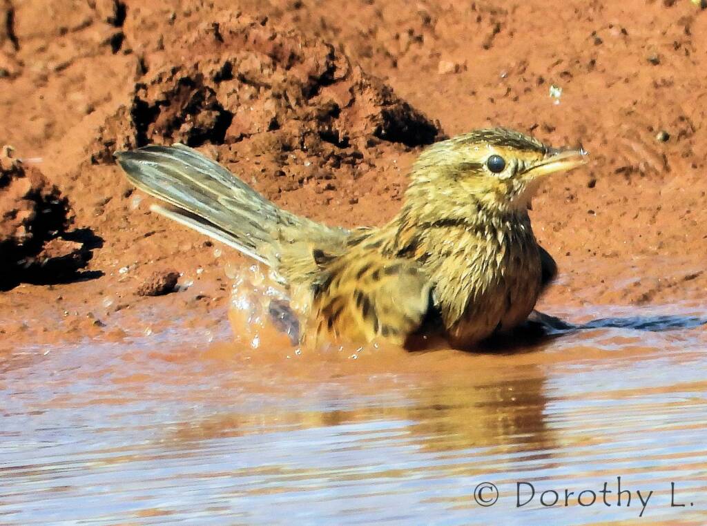Brown Songlark (Cincloramphus cruralis)
