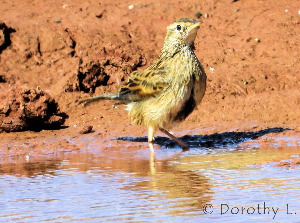 Brown Songlark (Cincloramphus cruralis)
