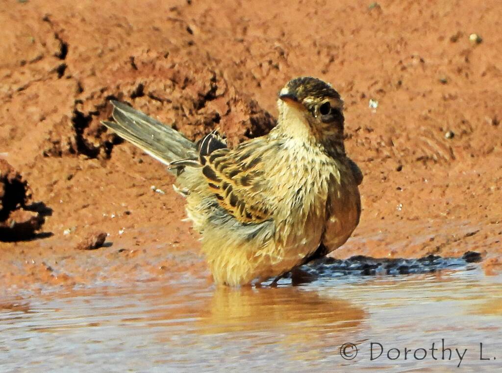 Brown Songlark (Cincloramphus cruralis)