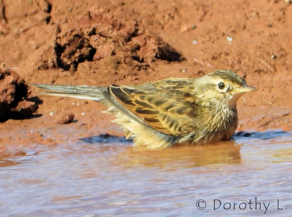 Brown Songlark (Cincloramphus cruralis)