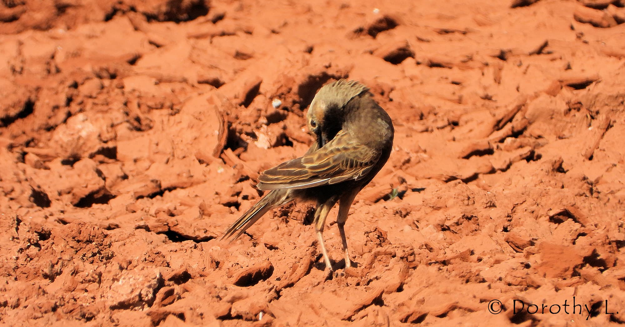 Male Brown Songlark (Cincloramphus cruralis)