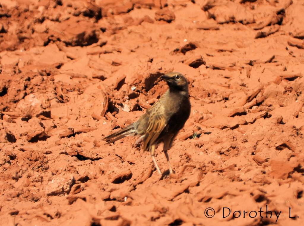 Male Brown Songlark (Cincloramphus cruralis)