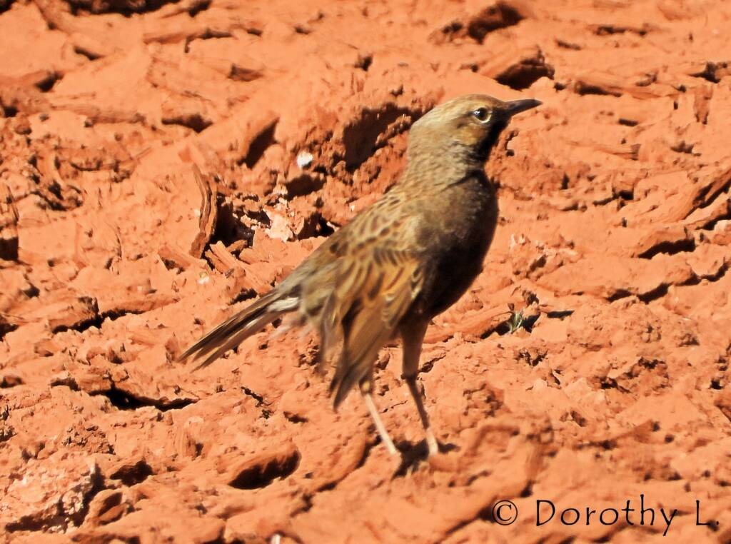 Male Brown Songlark (Cincloramphus cruralis)