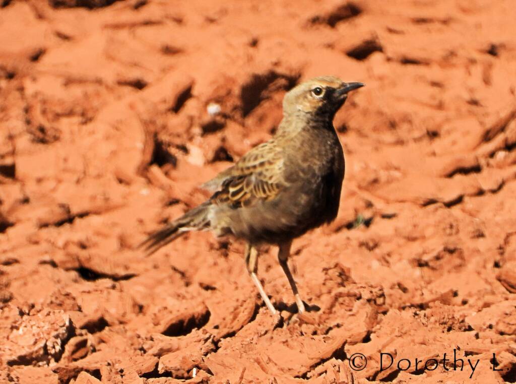Male Brown Songlark (Cincloramphus cruralis)