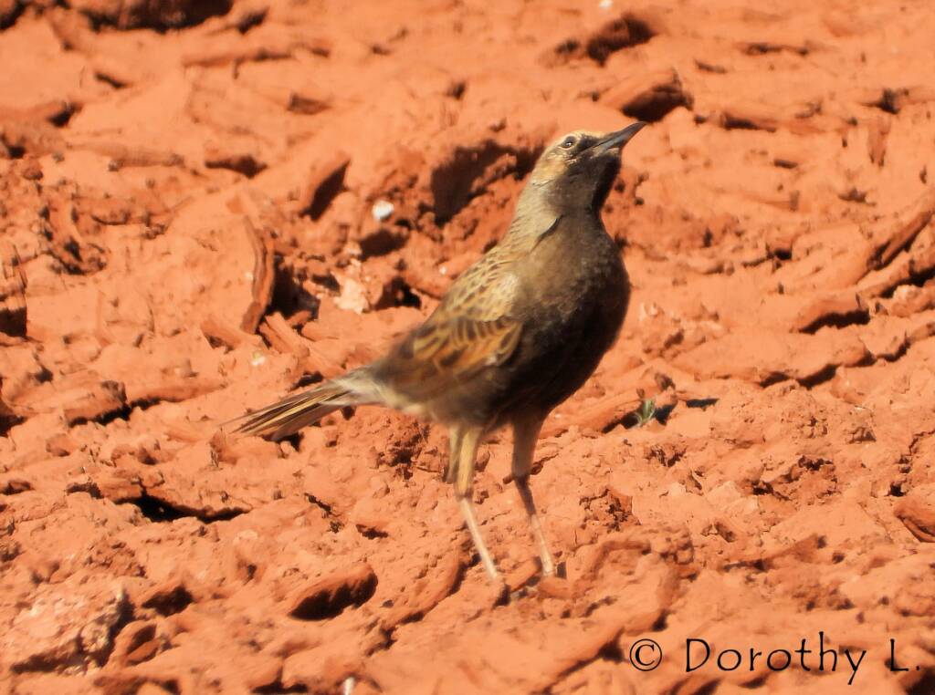Male Brown Songlark (Cincloramphus cruralis)