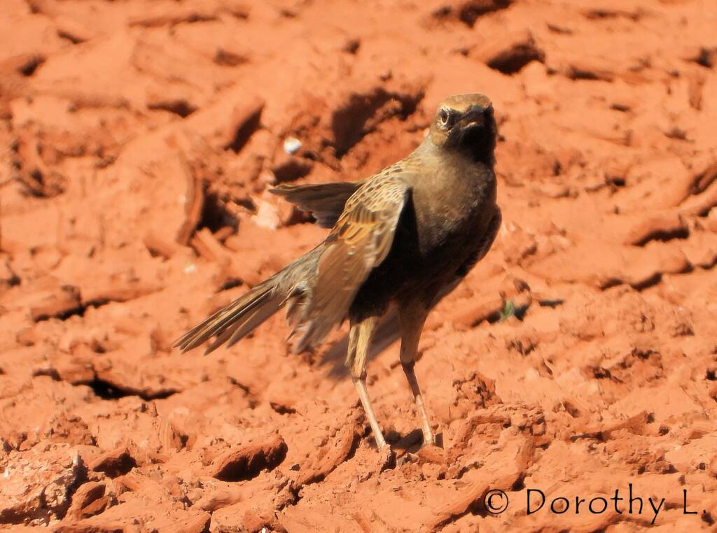 Male Brown Songlark (Cincloramphus cruralis)