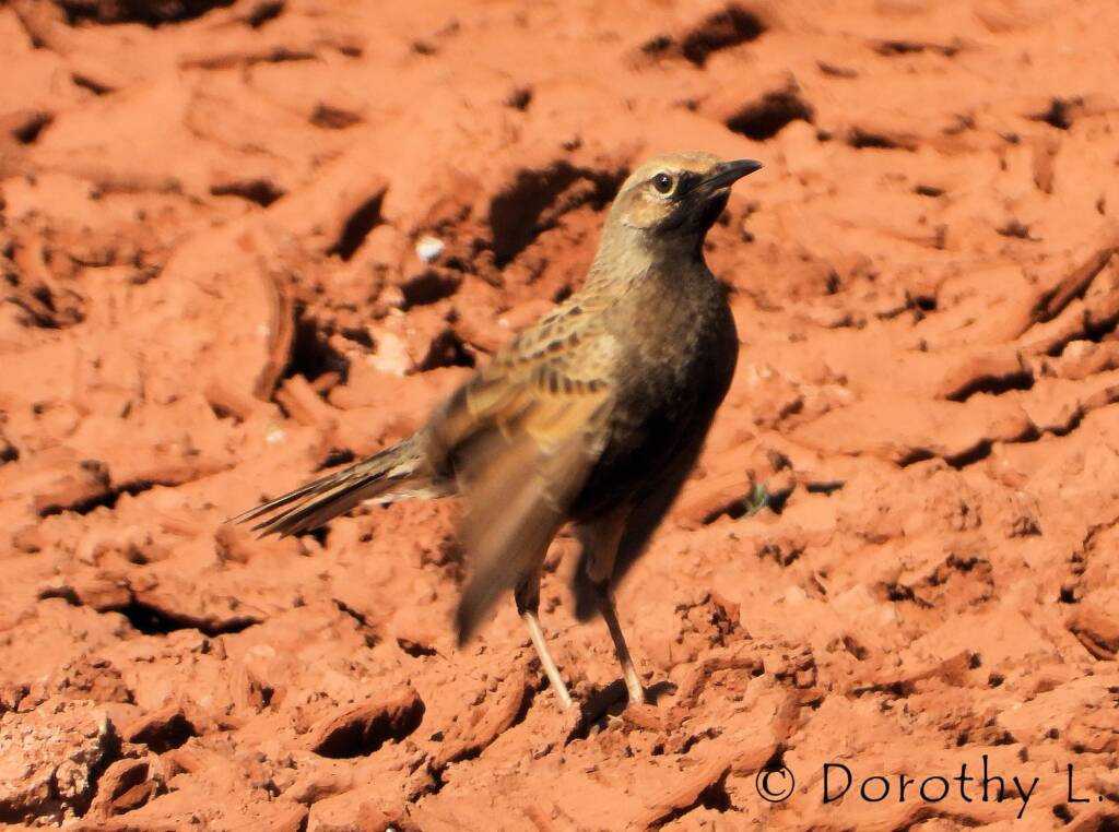 Male Brown Songlark (Cincloramphus cruralis)