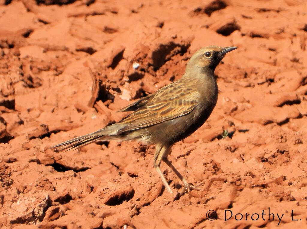 Male Brown Songlark (Cincloramphus cruralis)