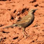 Male Brown Songlark (Cincloramphus cruralis)