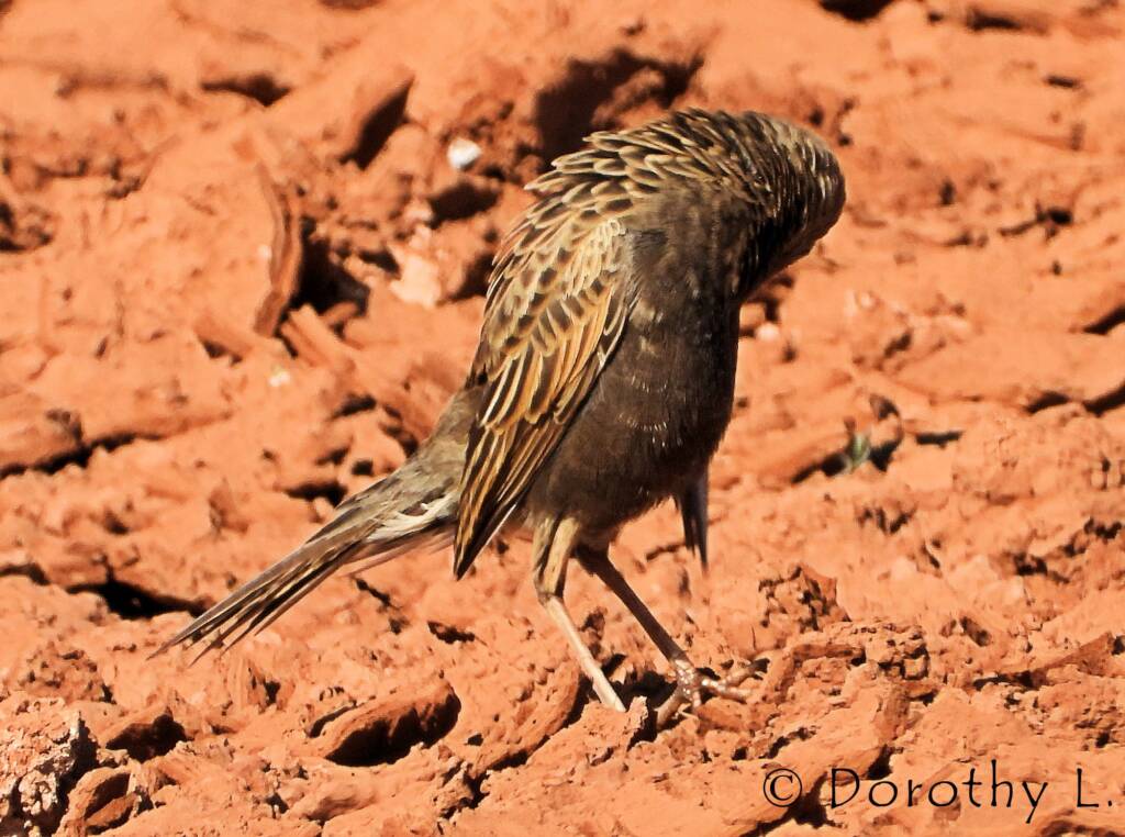 Male Brown Songlark (Cincloramphus cruralis)