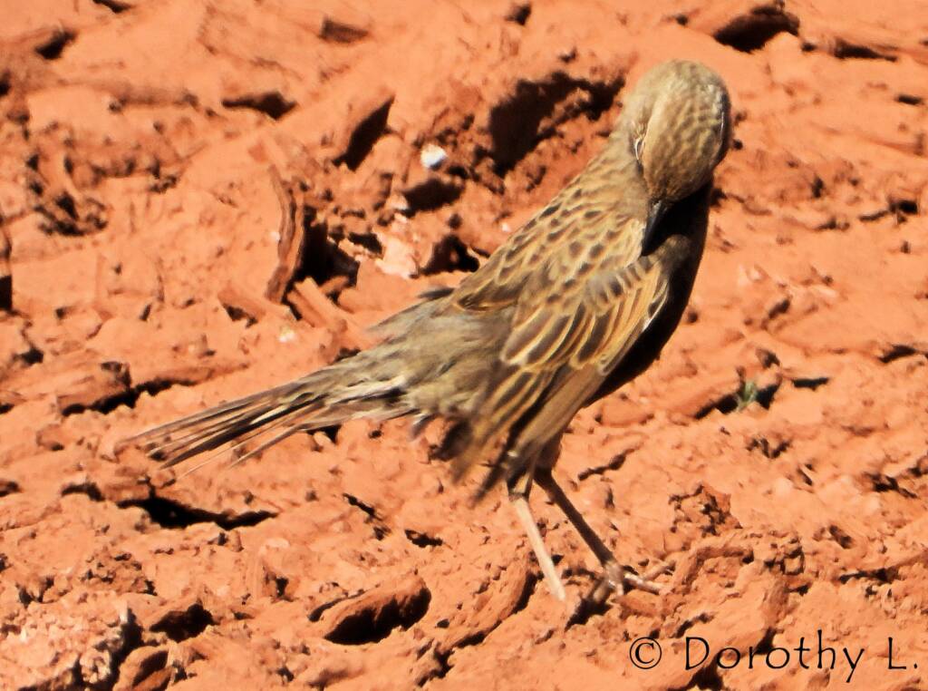 Male Brown Songlark (Cincloramphus cruralis)