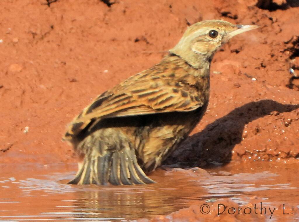 Brown Songlark (Cincloramphus cruralis)