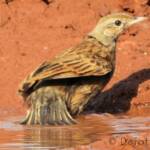 Female Brown Songlark (Cincloramphus cruralis)