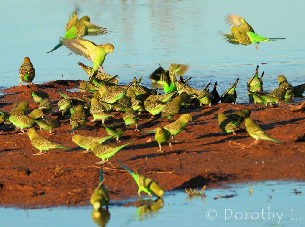 Budgerigars (Melopsittacus undulatus)