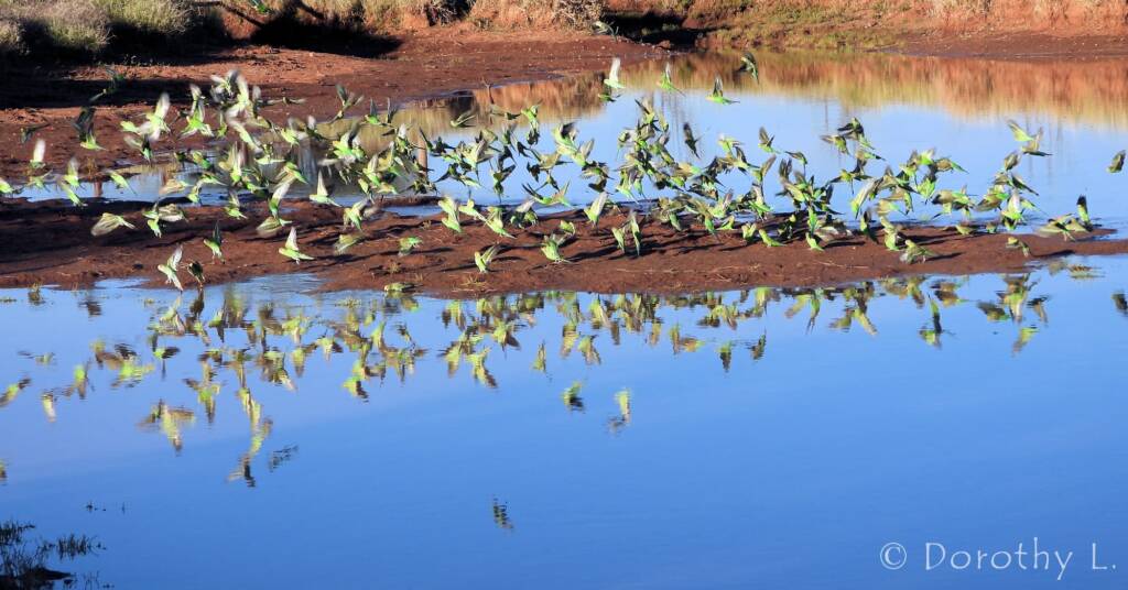 Budgerigars (Melopsittacus undulatus)