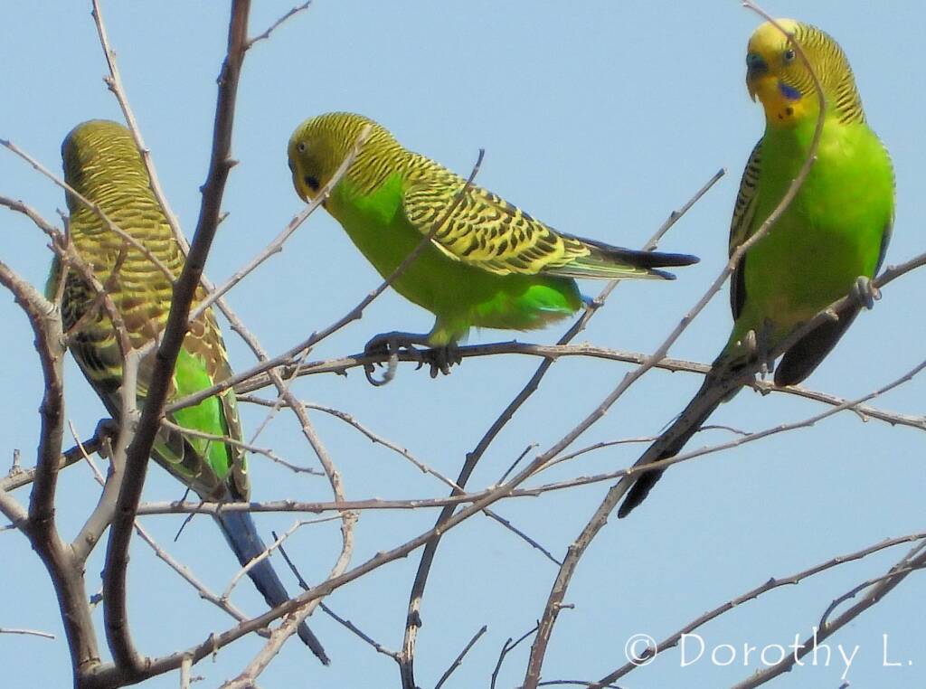 Budgerigars (Melopsittacus undulatus)
