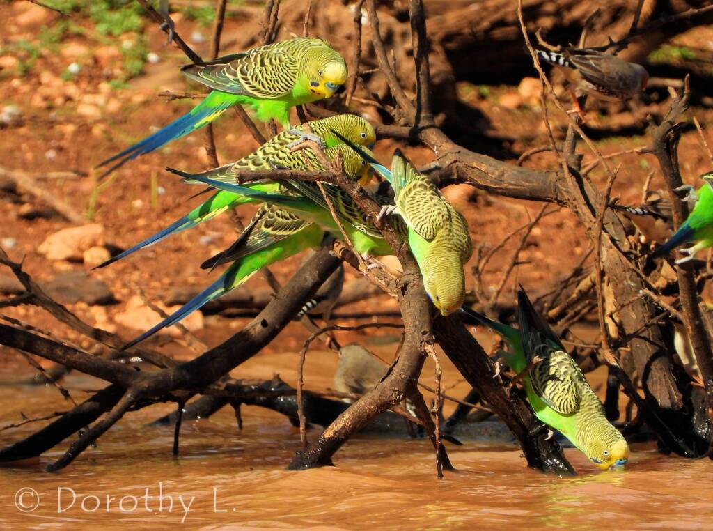 Budgerigars (Melopsittacus undulatus)