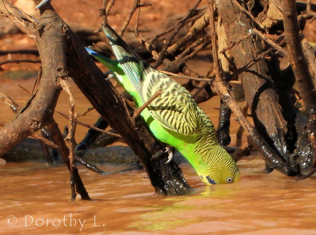 Budgerigar (Melopsittacus undulatus)