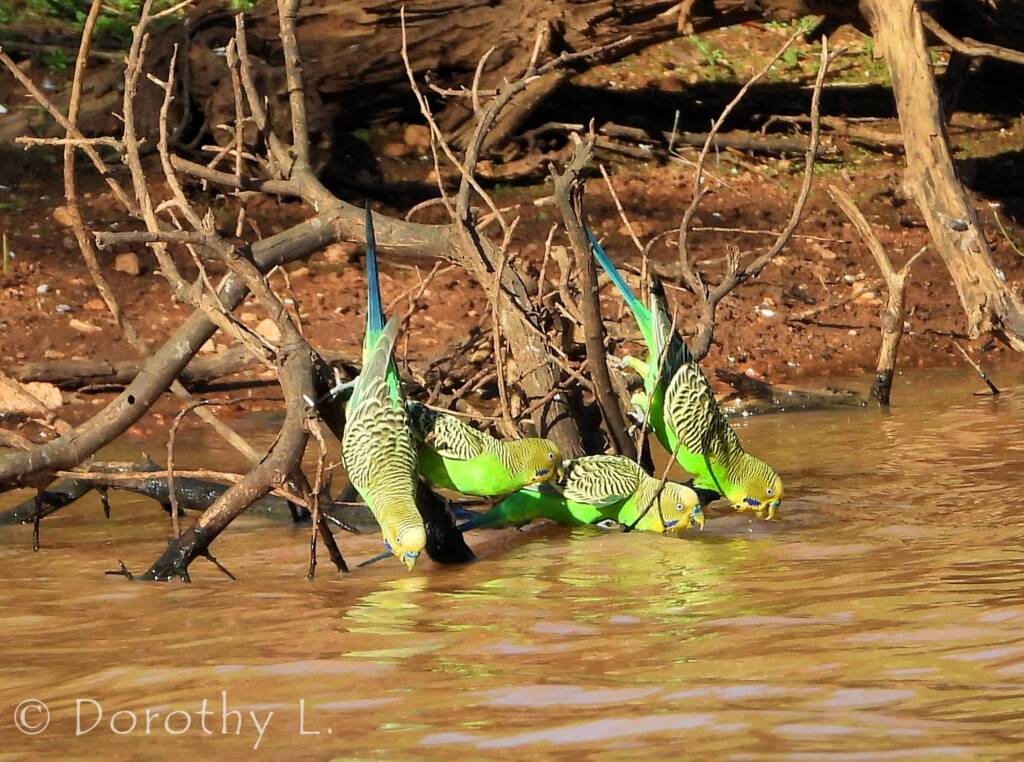 Budgerigars (Melopsittacus undulatus)