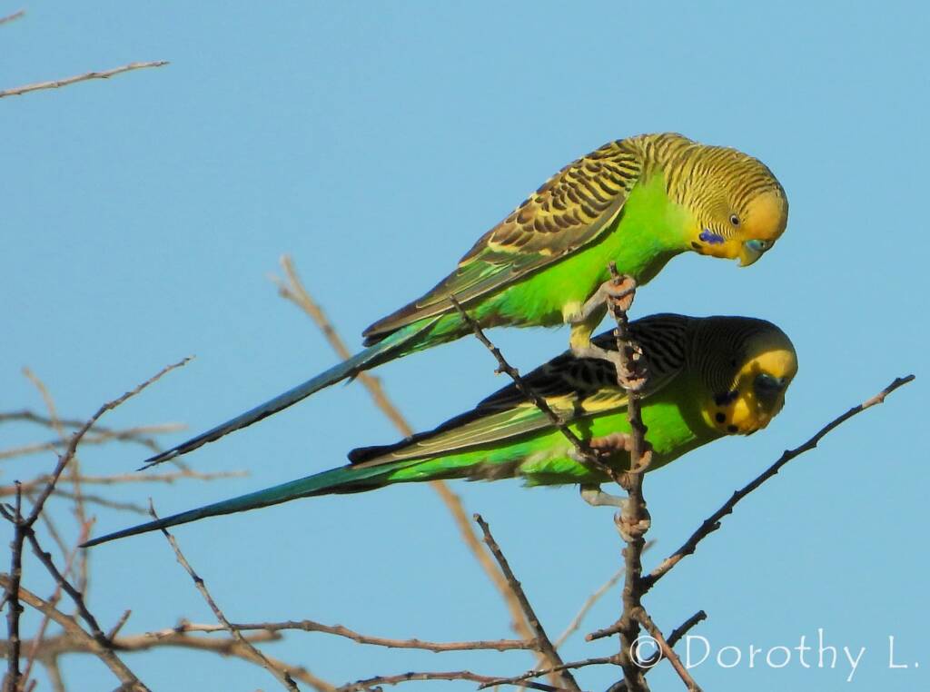 Budgerigars (Melopsittacus undulatus),