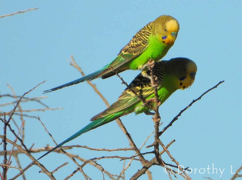 Budgerigars (Melopsittacus undulatus)