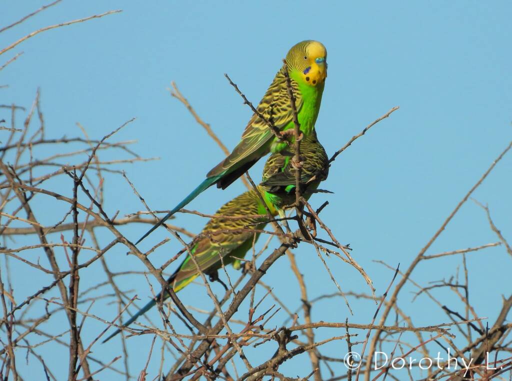 Budgerigars (Melopsittacus undulatus)