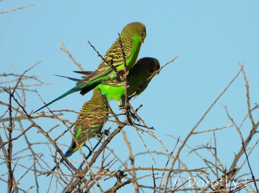 Budgerigars (Melopsittacus undulatus)