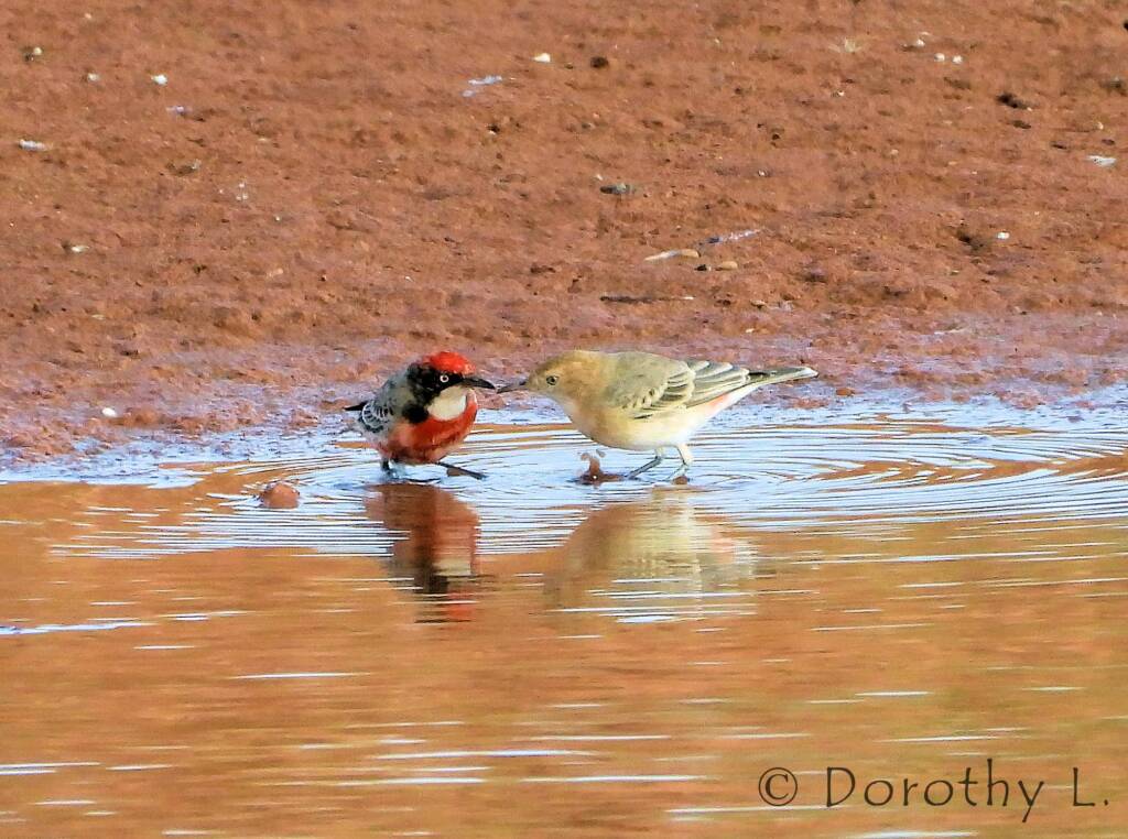 Crimson Chat (Epthianura tricolor)
