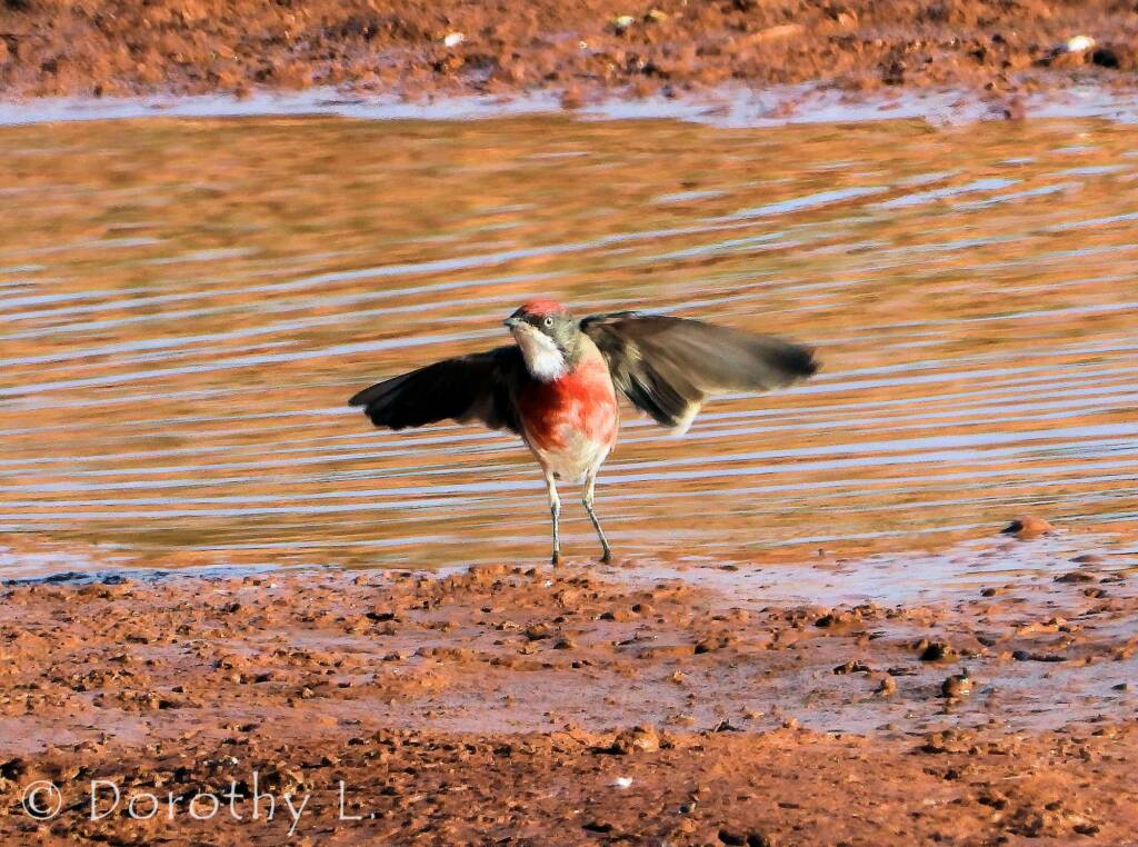 Crimson Chat (Epthianura tricolor)