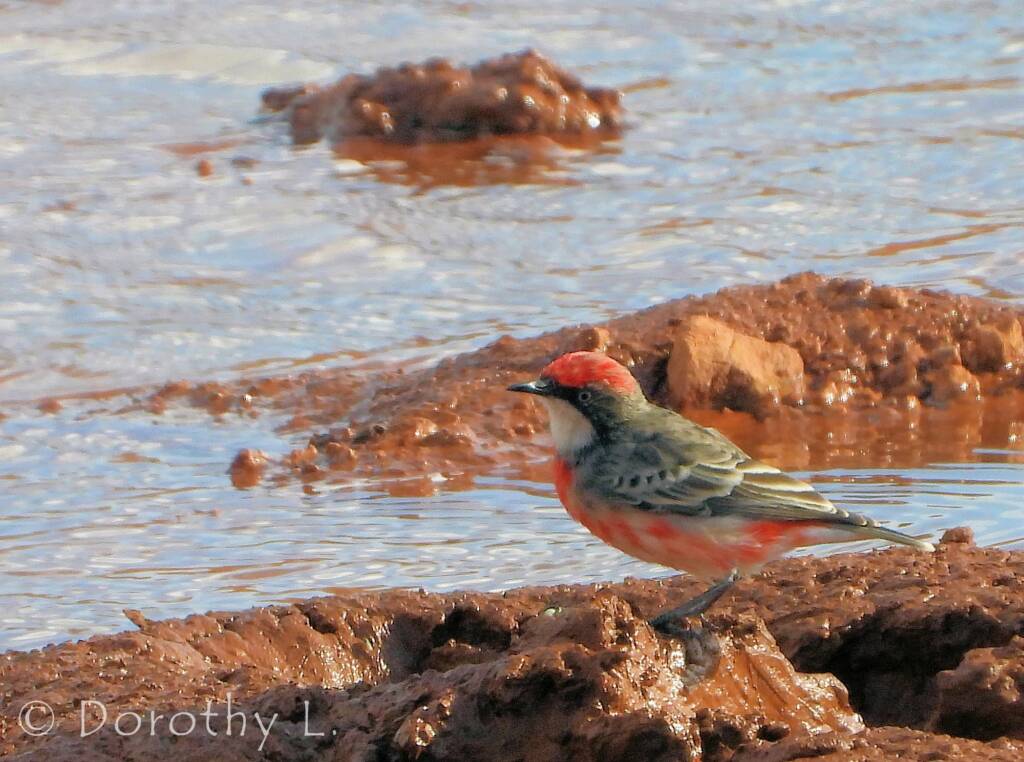Crimson Chat (Epthianura tricolor)