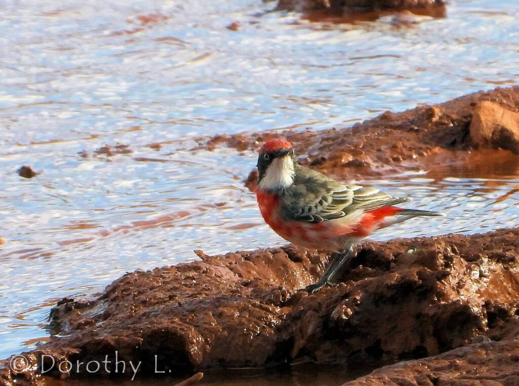 Crimson Chat (Epthianura tricolor)