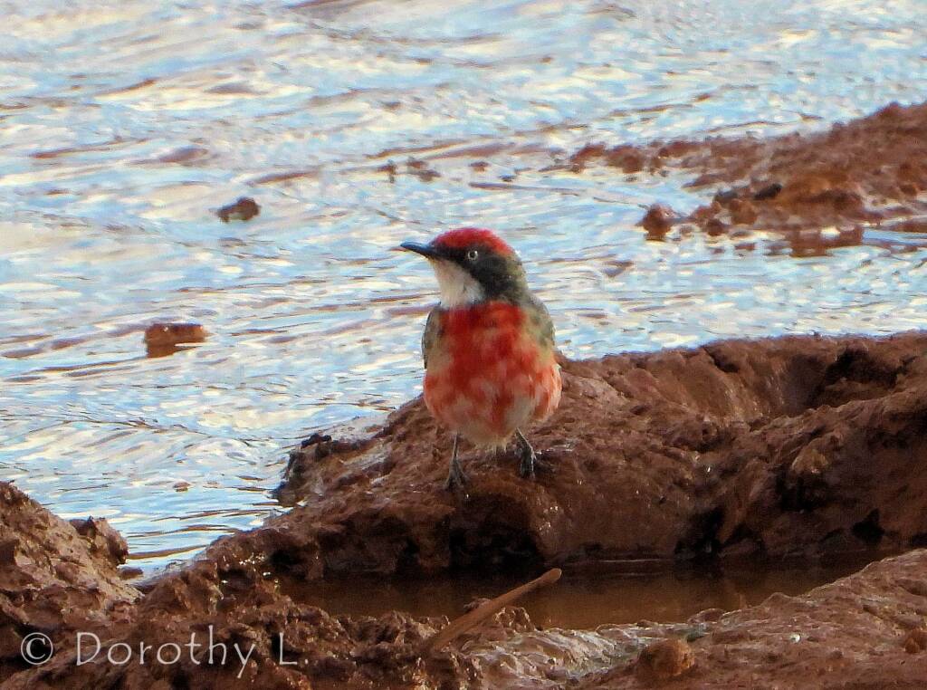 Crimson Chat (Epthianura tricolor)