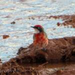 Crimson Chat (Epthianura tricolor)
